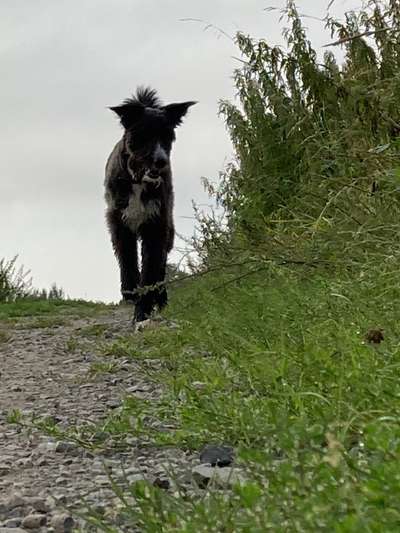 Fotochallenge 66 ~ Rennaction -Zeig deinen Hund im Lauf-Beitrag-Bild