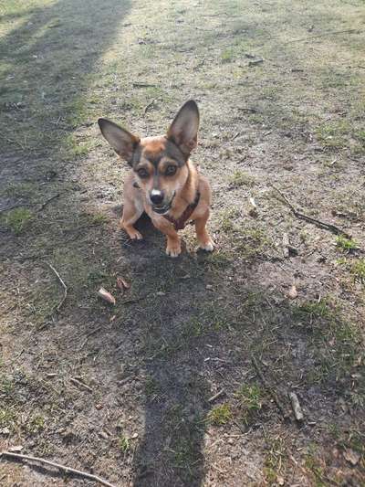 Auslandstierschutz-Beitrag-Bild