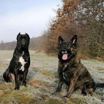 Hundetreffen-Gassirunde Schierling und Umgebung