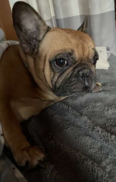 Hündischer Rassismus (Wegen Rassen Thema;)-Beitrag-Bild