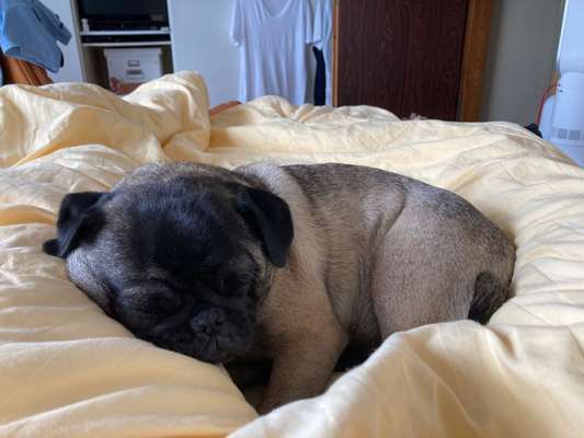 Gemeinsames Kuscheln im Bett!-Beitrag-Bild