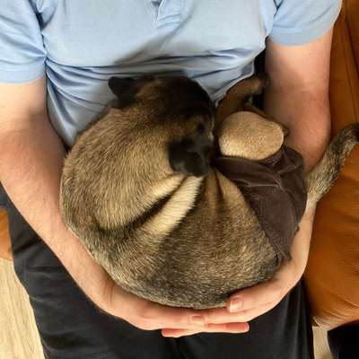 Dogorama Photo Challenge - Be my valentine-Beitrag-Bild