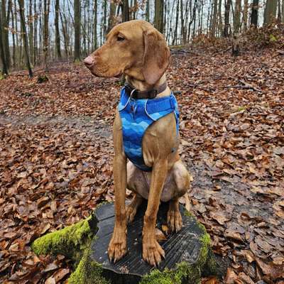 Hundetreffen-Gemeinsame Spaziergänge-Bild