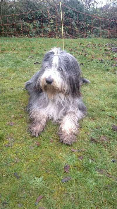 Welche Hunderasse-Beitrag-Bild