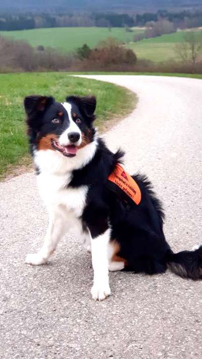 Hundetreffen-Social Walk-Bild