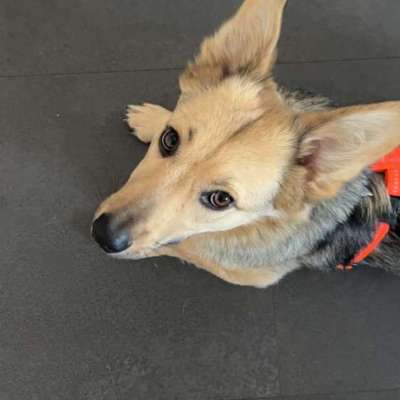 Hundetreffen-🐾Gassi- und Spielhunde kleine 🐕 Hainburg und Umgebung-Bild