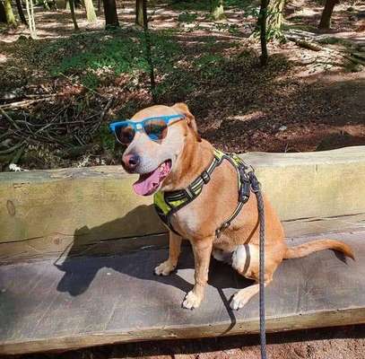 Die Dogorama Kalender Challenge Titelbild-Beitrag-Bild