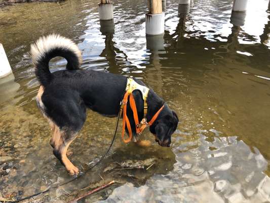 Mischlinge raten - Rätselspaß-Beitrag-Bild