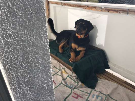 Mischlinge raten - Rätselspaß-Beitrag-Bild