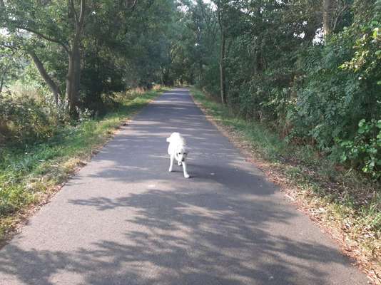 Die Dogorama Kalender Challenge Teil 3/4-Beitrag-Bild