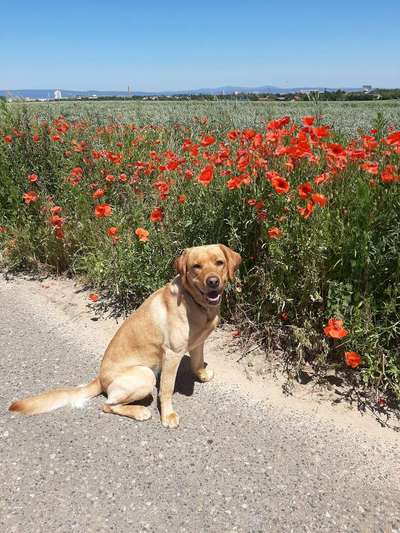 Die Dogorama Monats Challenge "Es grünt und blüht"-Beitrag-Bild