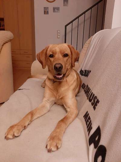 Labradorfans-Beitrag-Bild