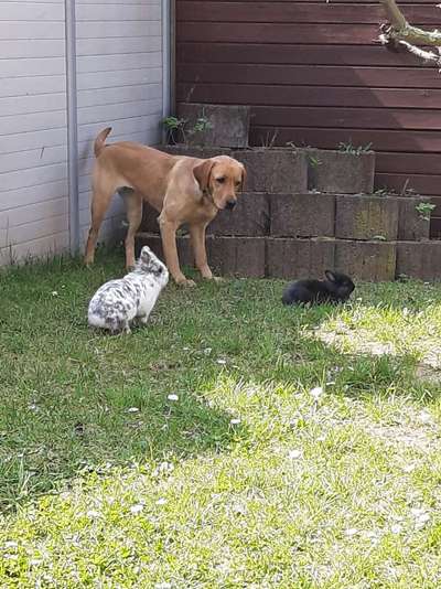 Bilder Hund und andere Tiere-Beitrag-Bild