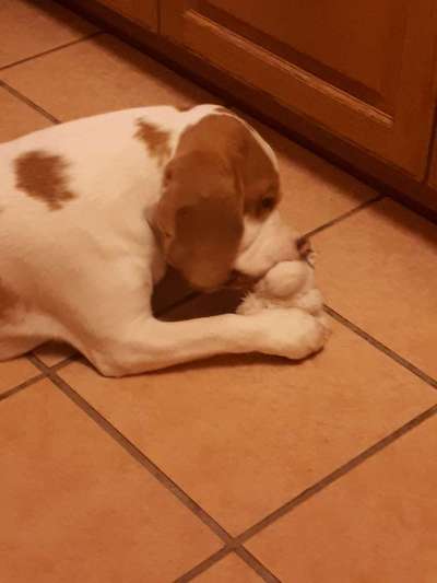 Hunderunde-Beitrag-Bild