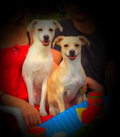 Jack Russell-Beitrag-Bild