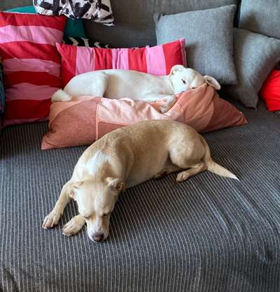 Wo sind die Jack und Parson Russell Terrier?-Beitrag-Bild