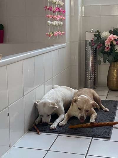 Jack Russel-Beitrag-Bild