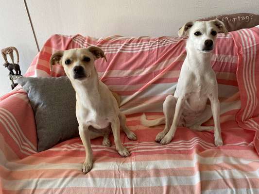 Wo sind die Jack und Parson Russell Terrier?-Beitrag-Bild