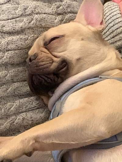 Französische Bulldoggen-Beitrag-Bild