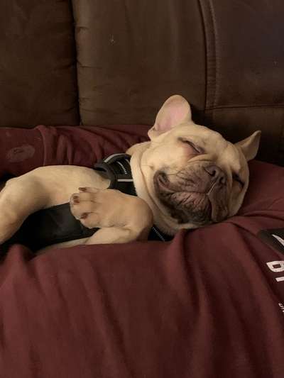 Französische Bulldoggen-Beitrag-Bild