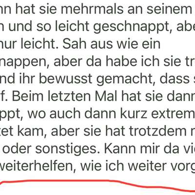 Hund und Katze verhalten-Beitrag-Bild