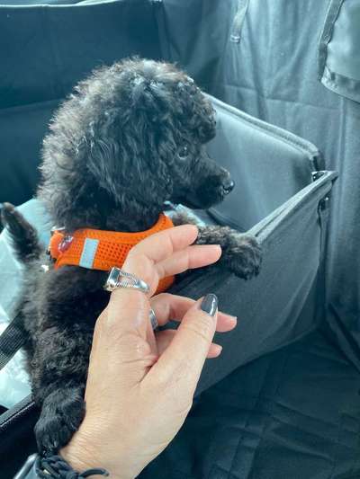 Welpen Bilder !-Beitrag-Bild