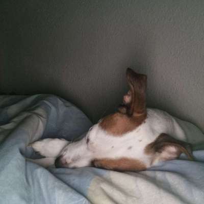 Hundetreffen-Suche Gassi Partner/in mit meiner Jacki Dame Amelia/Amy 🥰-Bild