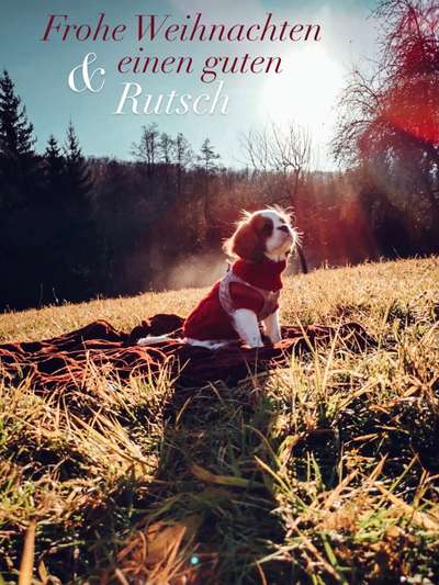 Cavaliere im Raum Böblingen/Stuttgart-Beitrag-Bild