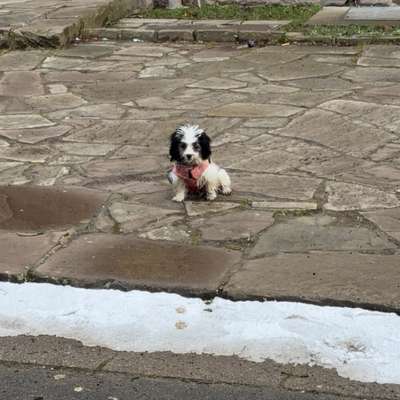 Hundetreffen-Hundetreffen-Bild