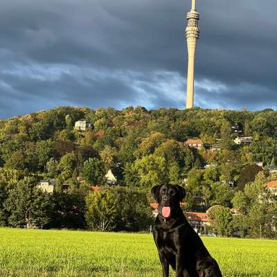 Hundetreffen-Spiel/Spaziergang in Laubegast-Bild