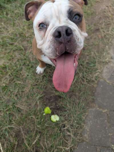 aktuelles Foto Gruppe Old English Bulldog