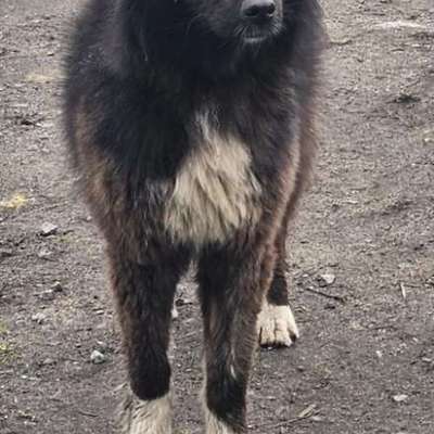 Hundetreffen-Spielpartner gesucht-Bild