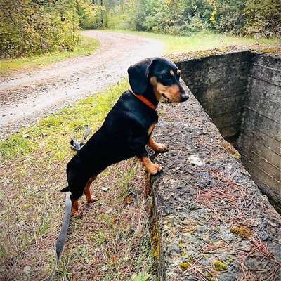 Hundetreffen-Ich laufe entweder im Jonasthal oder am Alteburgturm.