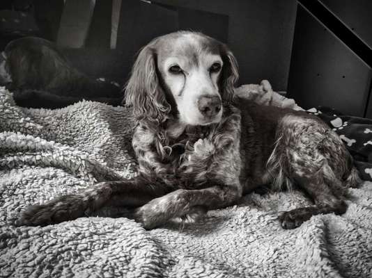 Epagneul Breton-Beitrag-Bild