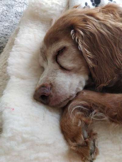 Epagneul Breton-Beitrag-Bild