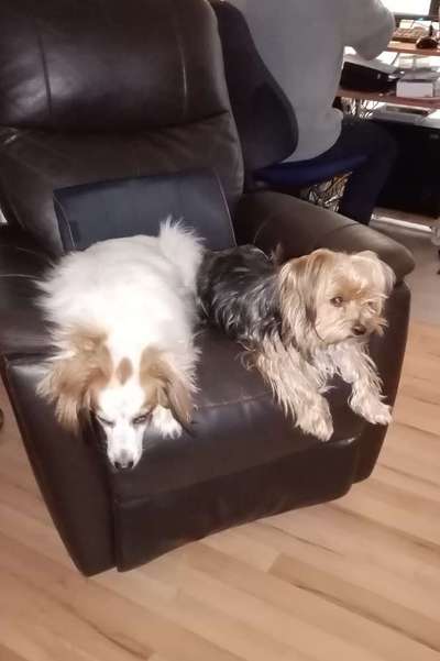 Ein Bild der großen Liebe eures Hundes-Beitrag-Bild