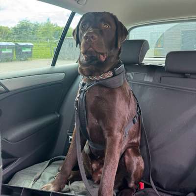 Hundetreffen-Gassi gehen & zusammen toben-Bild