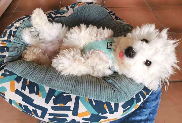 Die Dogorama Kalender Challenge Titelbild-Beitrag-Bild