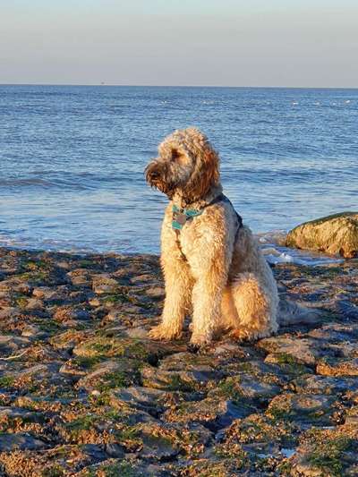 Dogorama Photo Challenge - Steine/Felsen-Beitrag-Bild