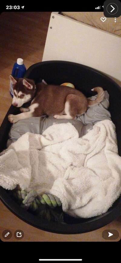 Welpen Bilder !-Beitrag-Bild