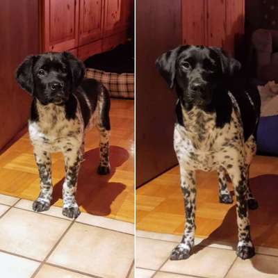 Vom Welpen zum Hund-Beitrag-Bild