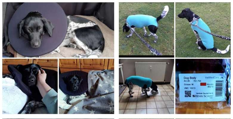 Body nach Kastration-Beitrag-Bild