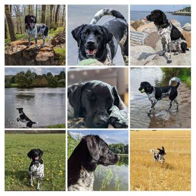 Mischlingshunde Foto Aufruf-Beitrag-Bild