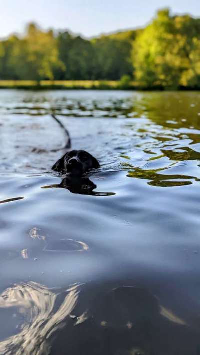 Hundeschwimmen-Beitrag-Bild