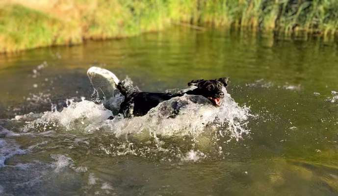 Foto Challenge Nr. 137 - Lass die Ohren fliegen-Beitrag-Bild