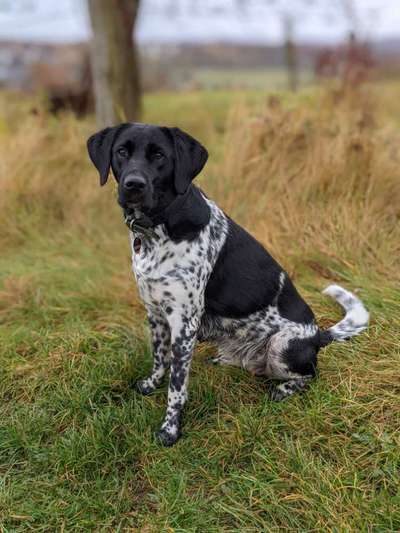 Fotochallenge Nr 55  -  Hund im November--Beitrag-Bild