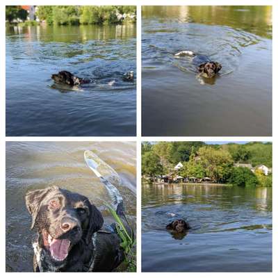Hundeschwimmen-Beitrag-Bild