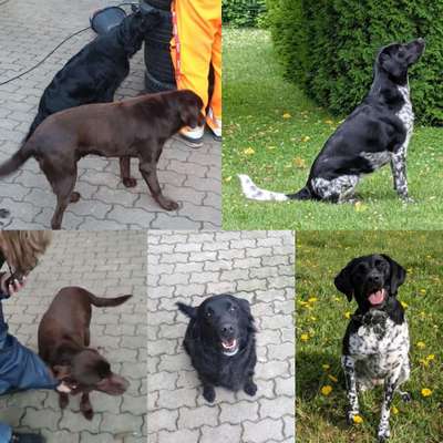 Mischlingshunde Foto Aufruf-Beitrag-Bild