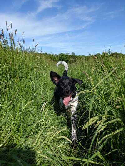 5. Hund im hohen Gras-Beitrag-Bild