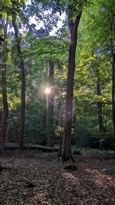 Waldbaden – Shinrin Yoku – mit dem Hund, bzw. für den Hund-Beitrag-Bild